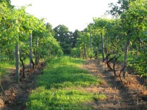 seyval-vineyard